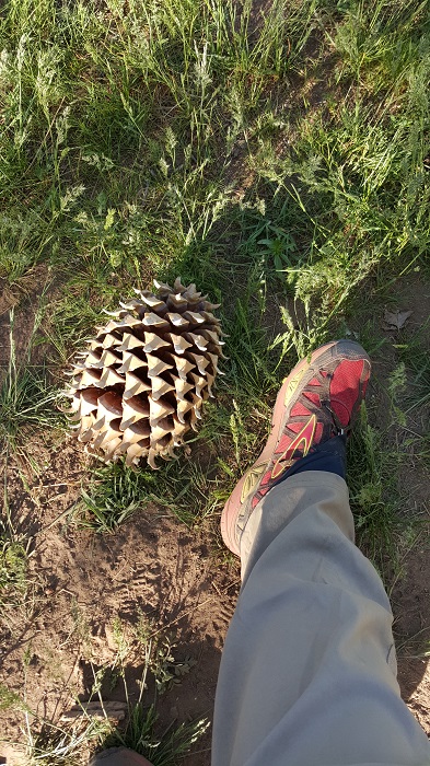 Large pine cone at horse trough