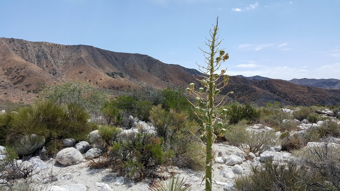 May 4 - Yucca plant