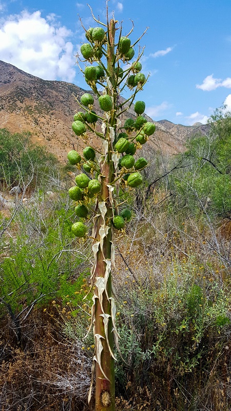 May 4 - tall yucca plant