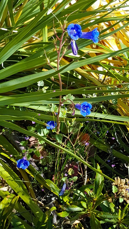 May 5 - blue blossoms
