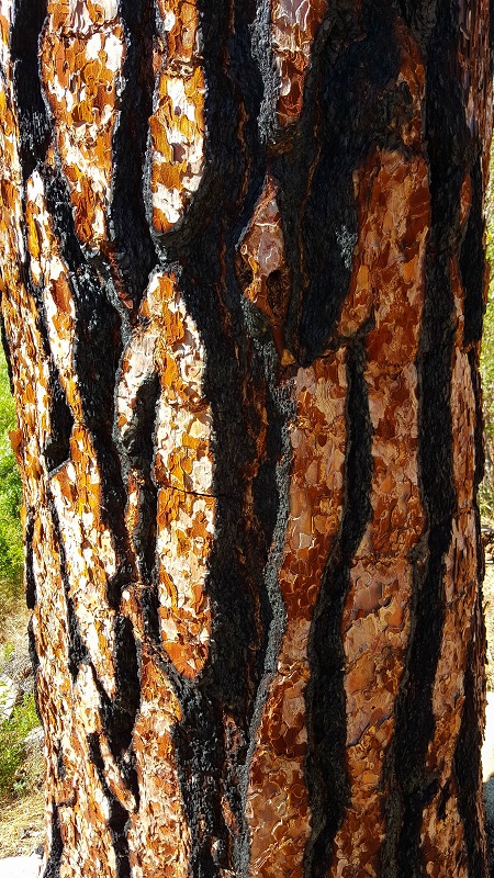 20150603_155732_Red bark tree